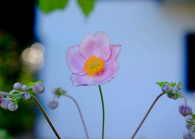 Close-up of pink flowers