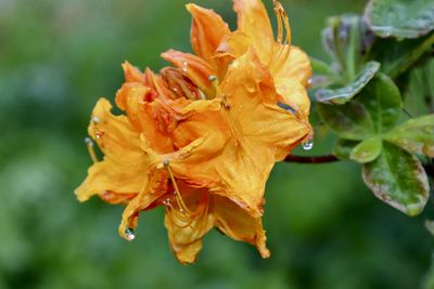 Close-up of wilted flower