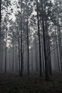 Trees in forest