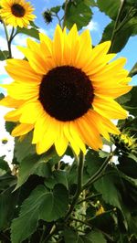 Close-up of sunflower