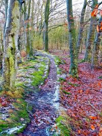 View of trees in forest