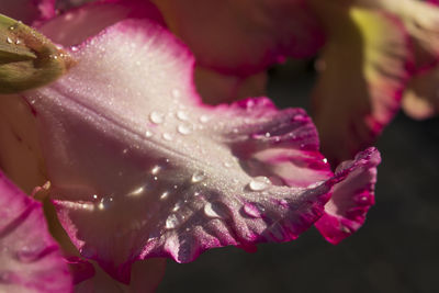 Close-up of wet pink rose flower