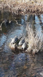 Ducks swimming in lake