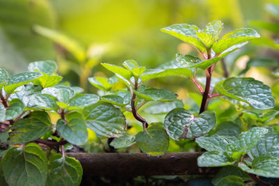 Close-up of wet plant leaves