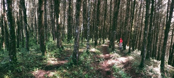 Trees growing in forest