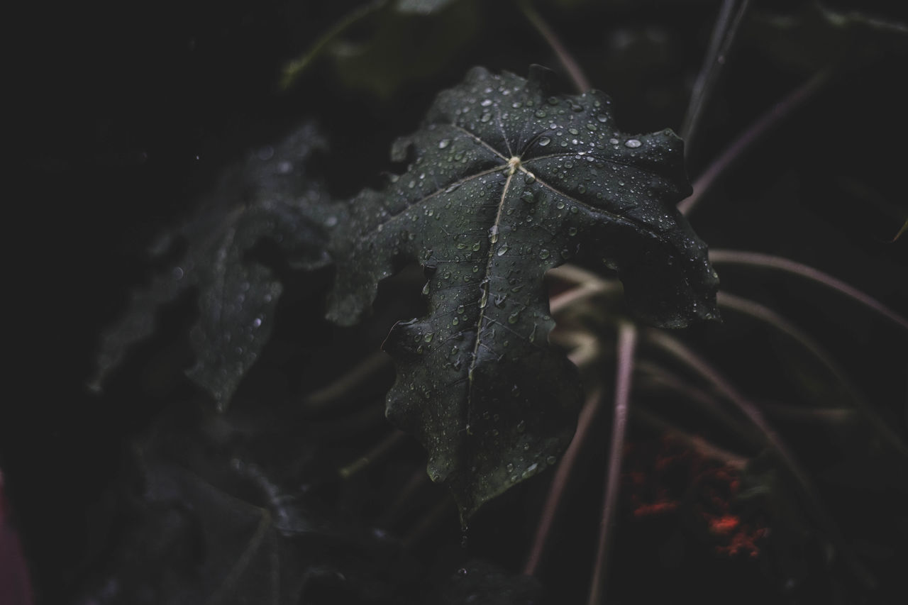 CLOSE-UP OF WET DRY LEAF