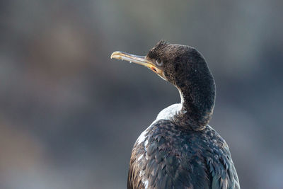 Close-up of a shag