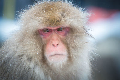 Close-up of a monkey