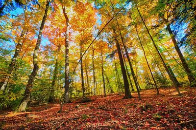 Trees in forest during autumn