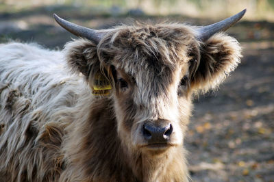 Portrait of sheep