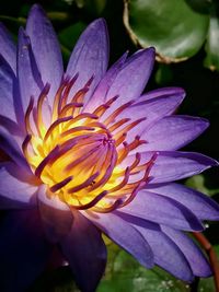 Close-up of purple flowers