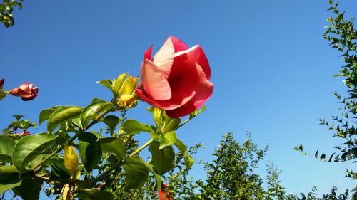 Low angle view of flowers against clear blue sky