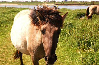 Close-up of horse on field