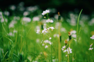 Close-up of flowering plant on field