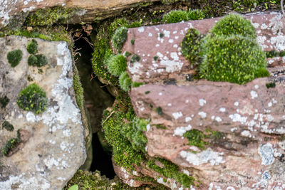 Close-up of moss growing on rocks