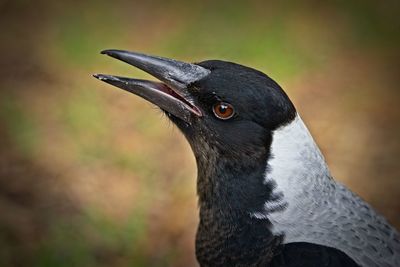 Close-up of a bird looking away