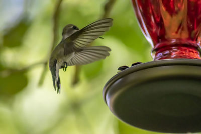 Close-up of bird flying