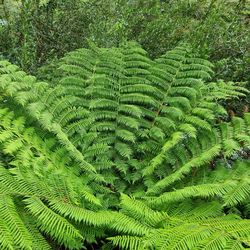 High angle view of fern leaves on land