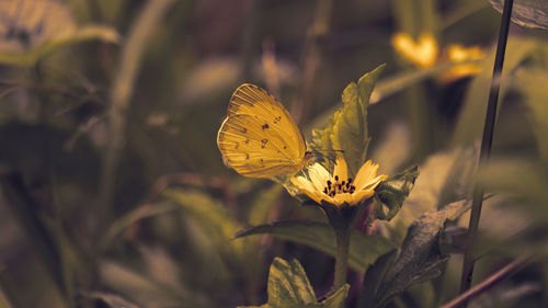 Close-up of butterfly pollinating on yellow flower