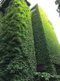 Low angle view of ivy growing on tree