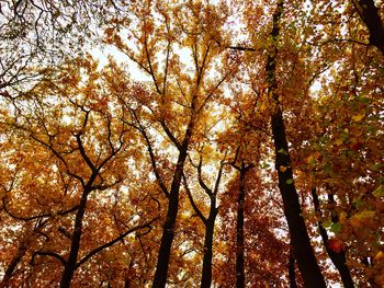 Low angle view of trees against sky