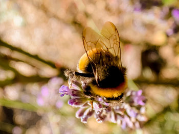 Close-up of butterfly on purple flower