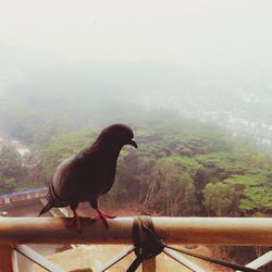 Bird perching on railing in foggy weather