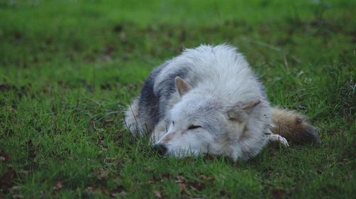 Dog relaxing on grassy field