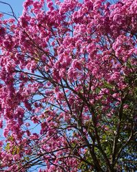 Low angle view of pink flower tree