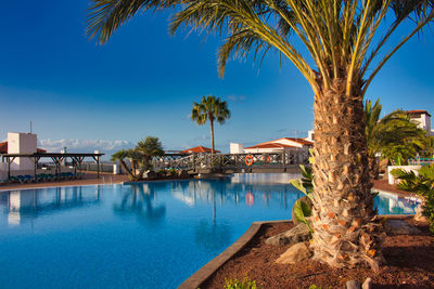 Palm trees by swimming pool against sky
