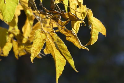 Close-up of dried leaves