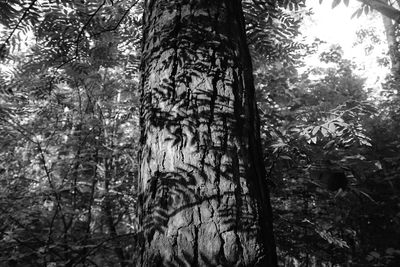 Low angle view of trees in forest