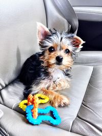 Portrait of dog lying in car seat