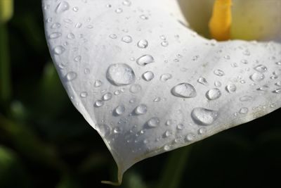 Close-up of water drops on leaf