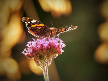 Close-up of butterfly pollinating on pink flower