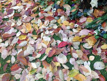 Full frame shot of autumn leaves