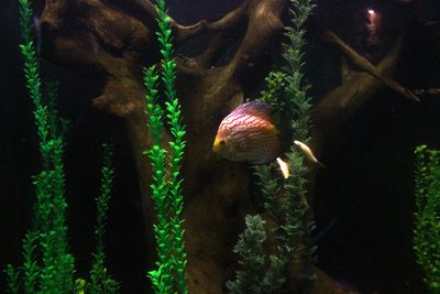 Close-up of fish swimming in aquarium