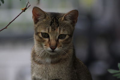 Close-up portrait of cat