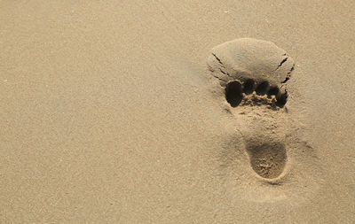 High angle view of crab on beach