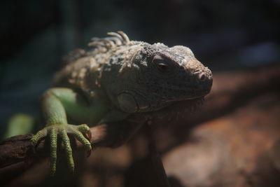 Close-up of iguana