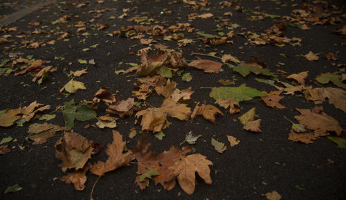 High angle view of maple leaves on street