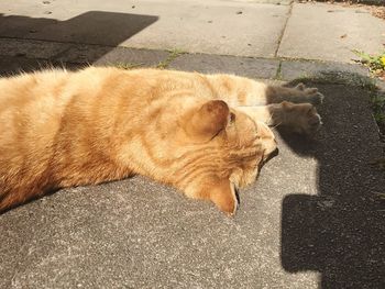 High angle view of dog on street