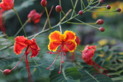 Close-up of red flowering plants