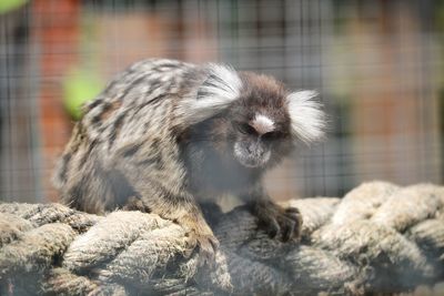 Close-up of a monkey looking away