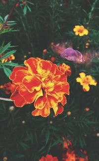 Close-up of flowers blooming outdoors