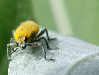 Close-up of bee