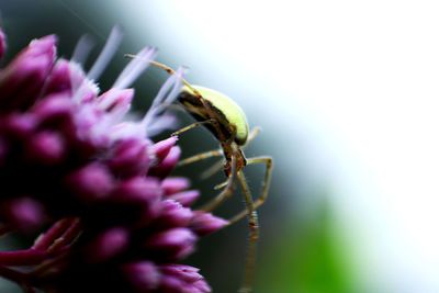 Close-up of insect on purple flower