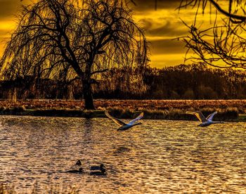 Silhouette tree by lake against sky during sunset