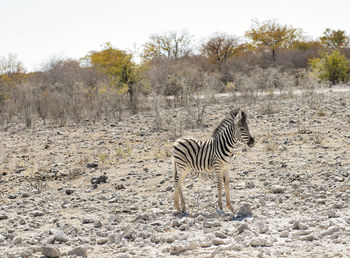 Zebras in the savannah of etosha national park