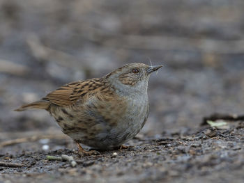 Close-up of a bird looking away